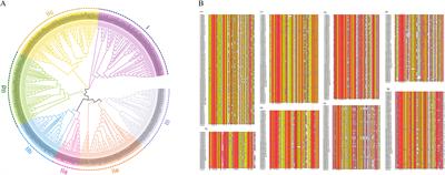 Genome-wide identification of the WRKY gene family in blueberry (Vaccinium spp.) and expression analysis under abiotic stress